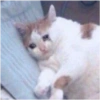 SAD 5