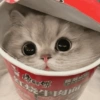 🧿Animalitos Cute para  Chat🐈🐶 30
