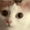 Gatos memes 12