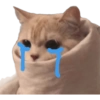 Gatitos llorones🥺😿 8