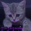 🌈🐈‍⬛✨️Gatos Funny Mood✨️🐈‍⬛🌈 16