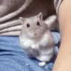 🌈🐹✨️Hamster Funny Mood✨️🐹🌈 8