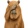 Capybara 🌻 13