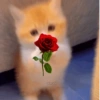 Gatos cute😎amor 2😎 7