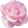 Pink flower  14