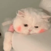🧿Animalitos Cute para  Chat🐈🐶 26