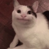 Gatos memes 10