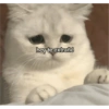 Gatitos amorosos 😺💘🥰 5