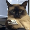 Cats reage 11