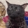 Cat meme / kucing  18