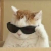 Cat meme 22
