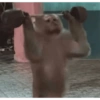 Monkey Stickers 1 7