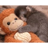 Monkey 16