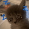 🐱🐈 GATITOS 🐈🐱 15