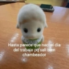 Hasta parece que naci el dia del trabajo pq sali bien chambeador