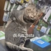 do nas costa