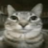 Memes de gatin 🐈🐈‍⬛ 6
