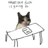 Ball cat 19