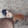 Figurinhas fofas 9