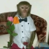 Macaquinhos  12