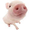 Animals 21