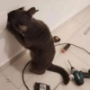 Gatos 29