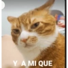 Animaleitos gracioso😸 17