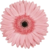 Pink flower  16
