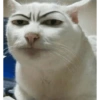 Meme kucing / cat 18