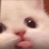 Cat Meme 12