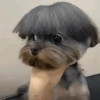 Memes cachorro  13