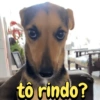 Reações cachorros 7