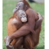 Monkey 11