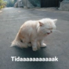Cat meme 16