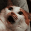 Memes de gatin 🐈🐈‍⬛ 8