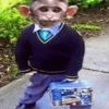 Monos graciosos🤓 14