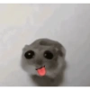 Tu gran hamsters  16
