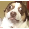 Perritos para reaccionar 🤭🐶💯 15