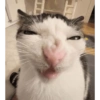 Cat meme / kucing  19