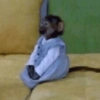 Macaco 11