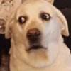 Memes cachorro  9
