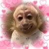 Monkey s 11