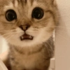 Gatos random 😺 22