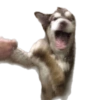 Random para whatsapp 🐶 8