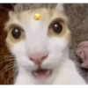 Cat meme / kucing  22