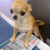 Mix perritos sin palabras  19