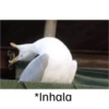 Pal grupo 10