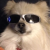 Mix perritos sin palabras  22