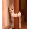 Ucing meow 7