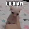 LU DIAM